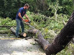 Trusted Summerlin South, NV Tree Care  Experts